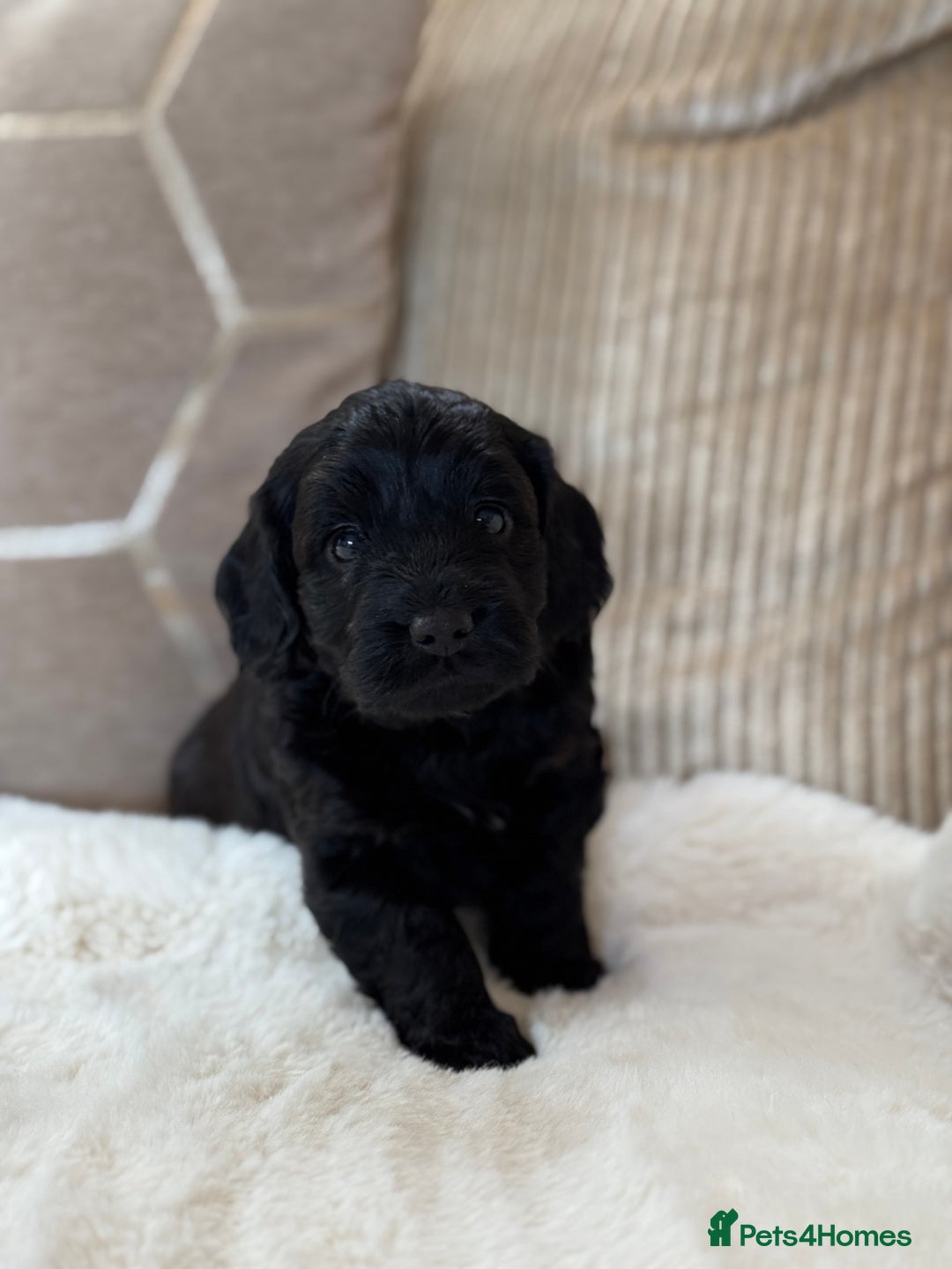 Cockapoo dogs for sale: ** BEAUTIFUL CHOC & EBONY TOY F1 COCKAPOO PUPS ** - Image 8