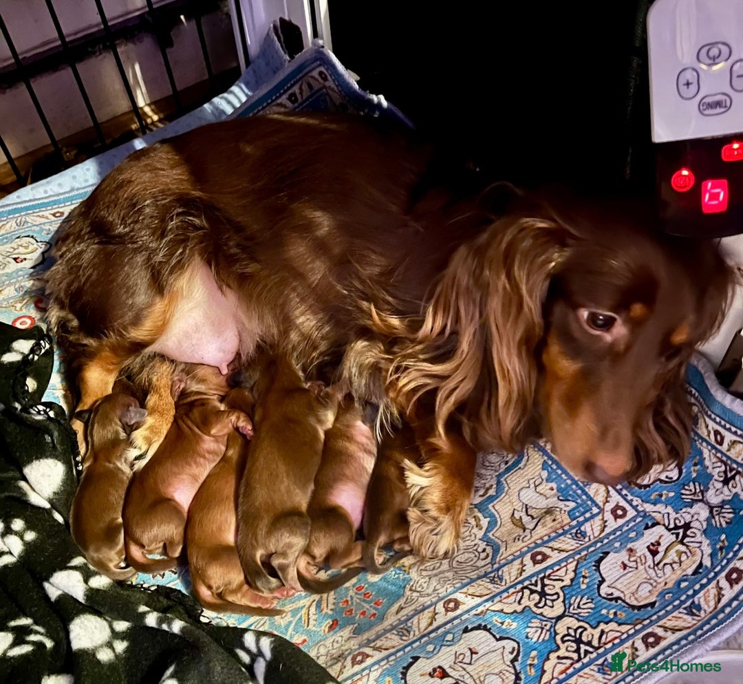 Miniature Dachshund dogs for sale: long haired shaded red Miniature dachshunds  - Advert 4