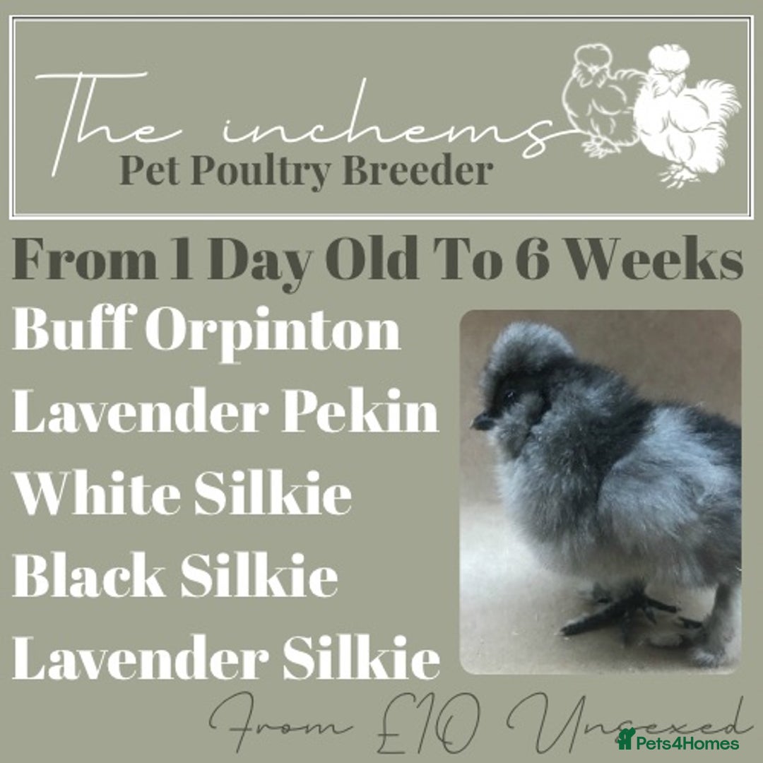 Chickens poultry for sale: Silkie & Poultry Chick Starter Bundles - Advert 2