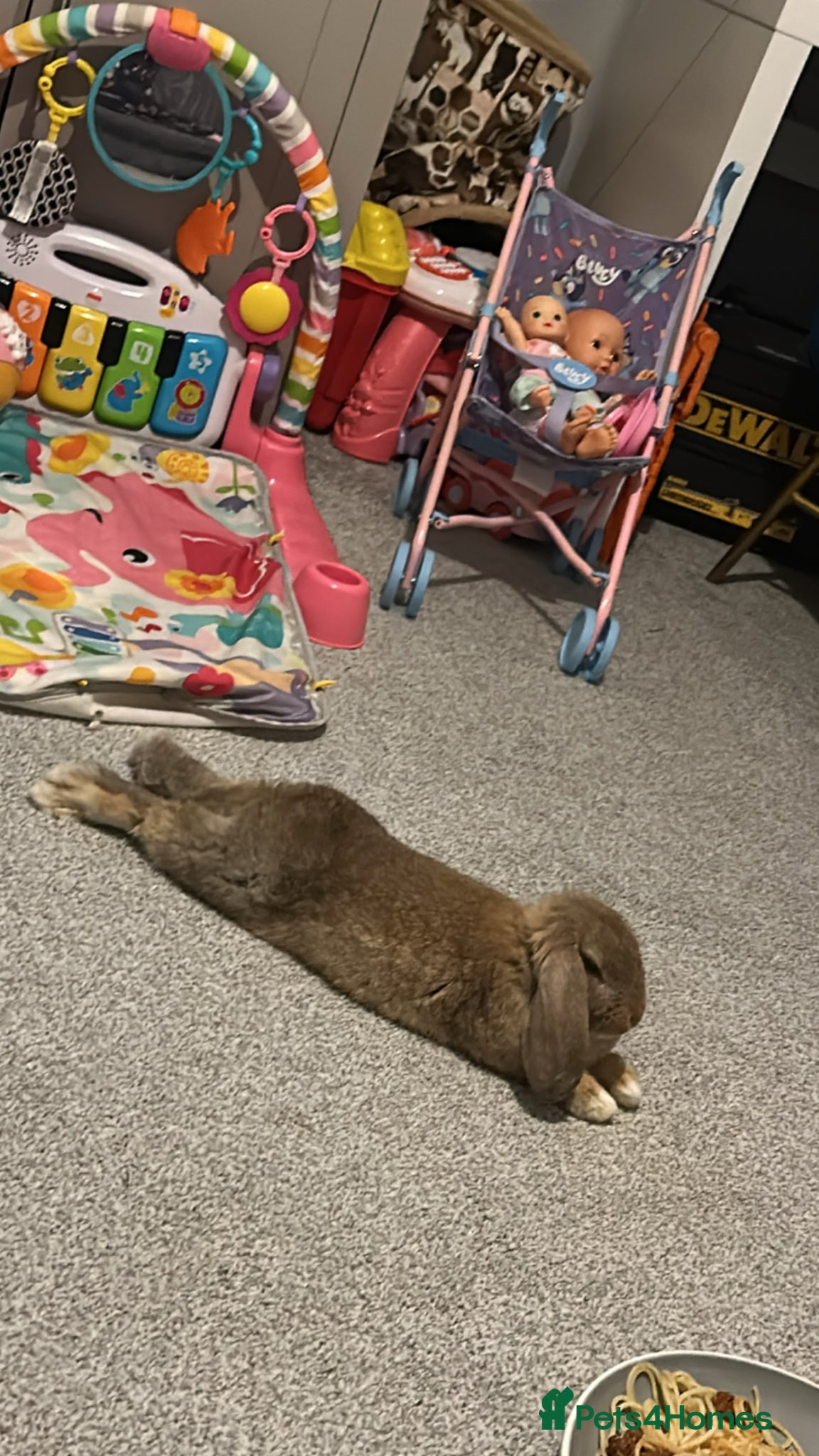 Mini Lop rabbits Rabbit for sale - Advert 9