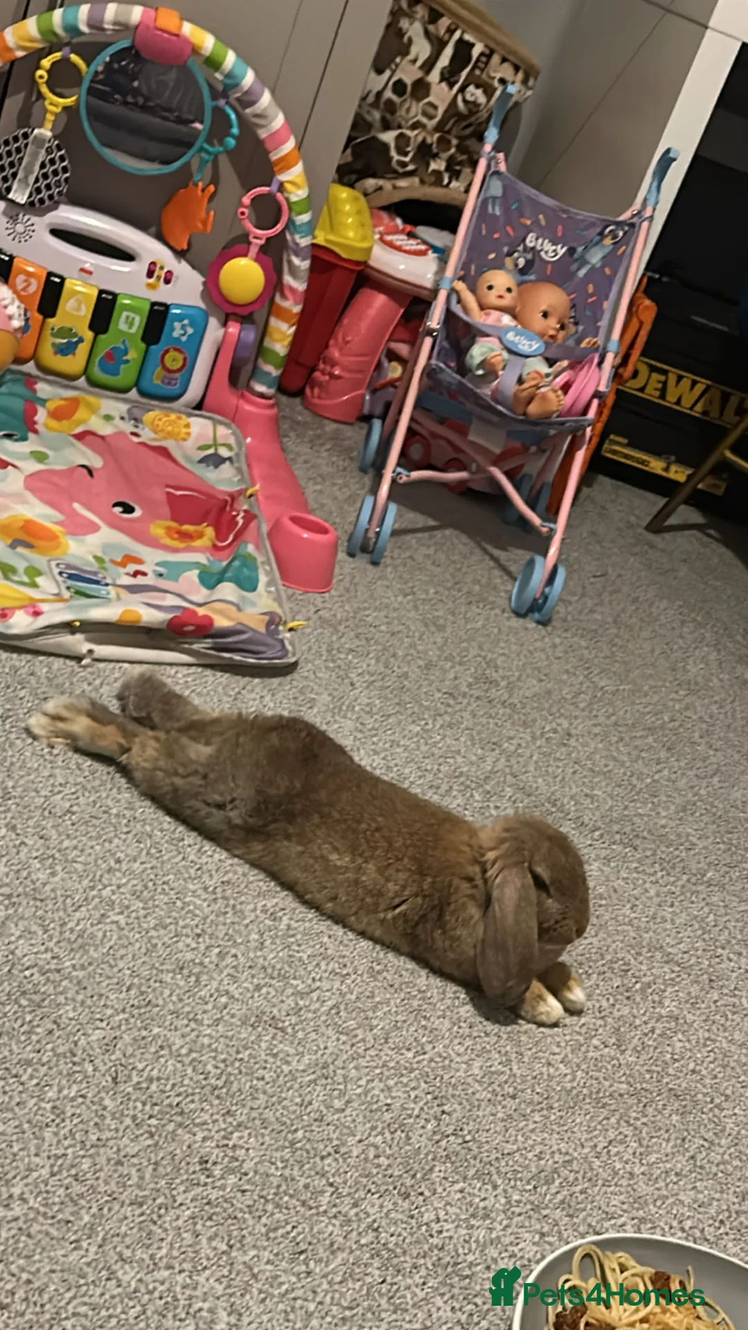 Mini Lop rabbits for sale: Rabbit for sale in Portsmouth - Advert 1