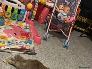 Mini Lop rabbits Rabbit for sale - Advert 2