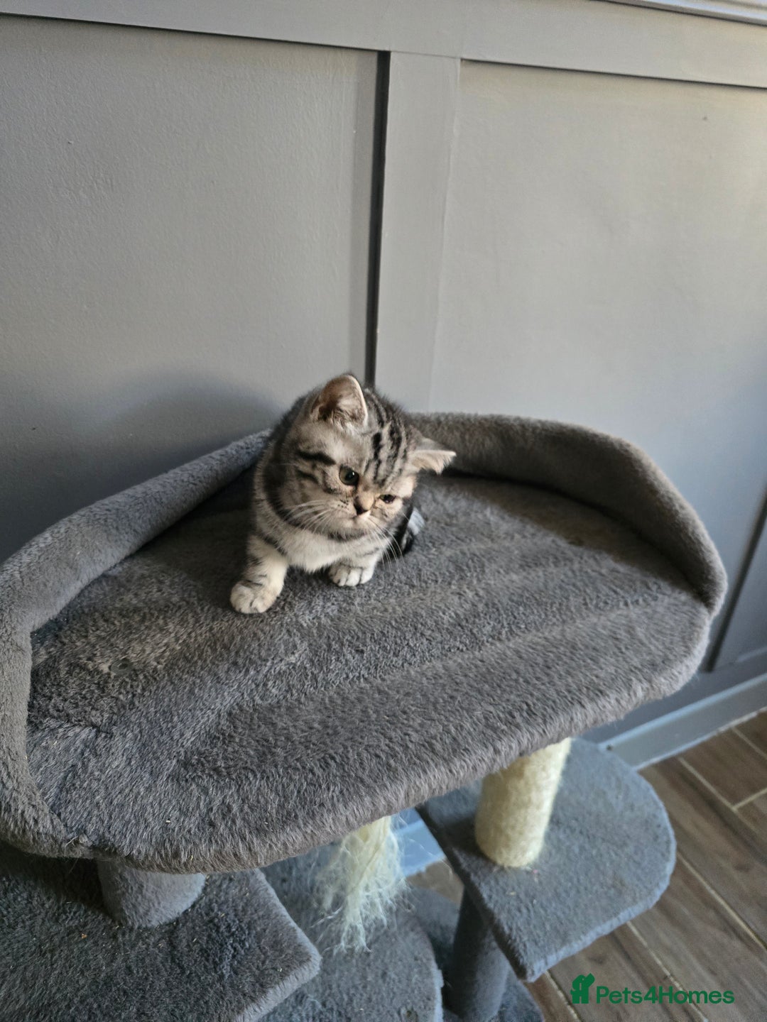 British Shorthair cats for sale: Last Beautiful bsh silver tabbie girl  - Advert 39