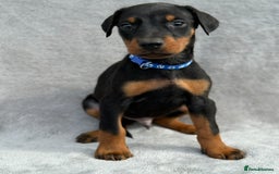 Dobermann dogs for sale: Kc Reg.European Blood lines Doberman Puppies - Image 26