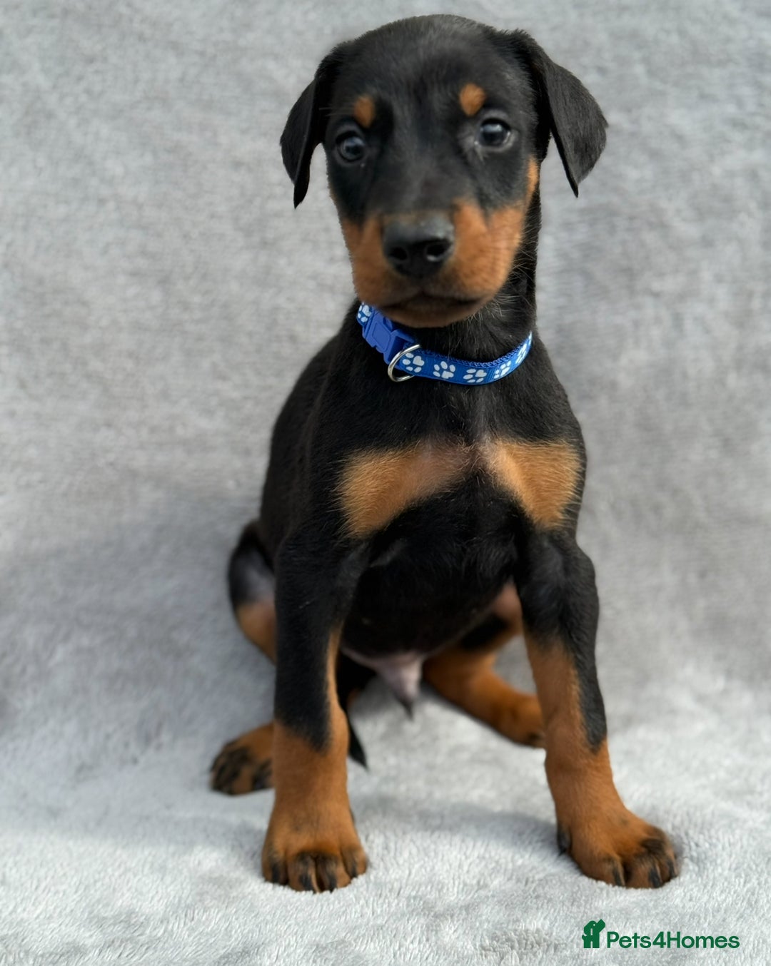 Dobermann dogs for sale: Kc Reg.European Blood lines Doberman Puppies - Image 26