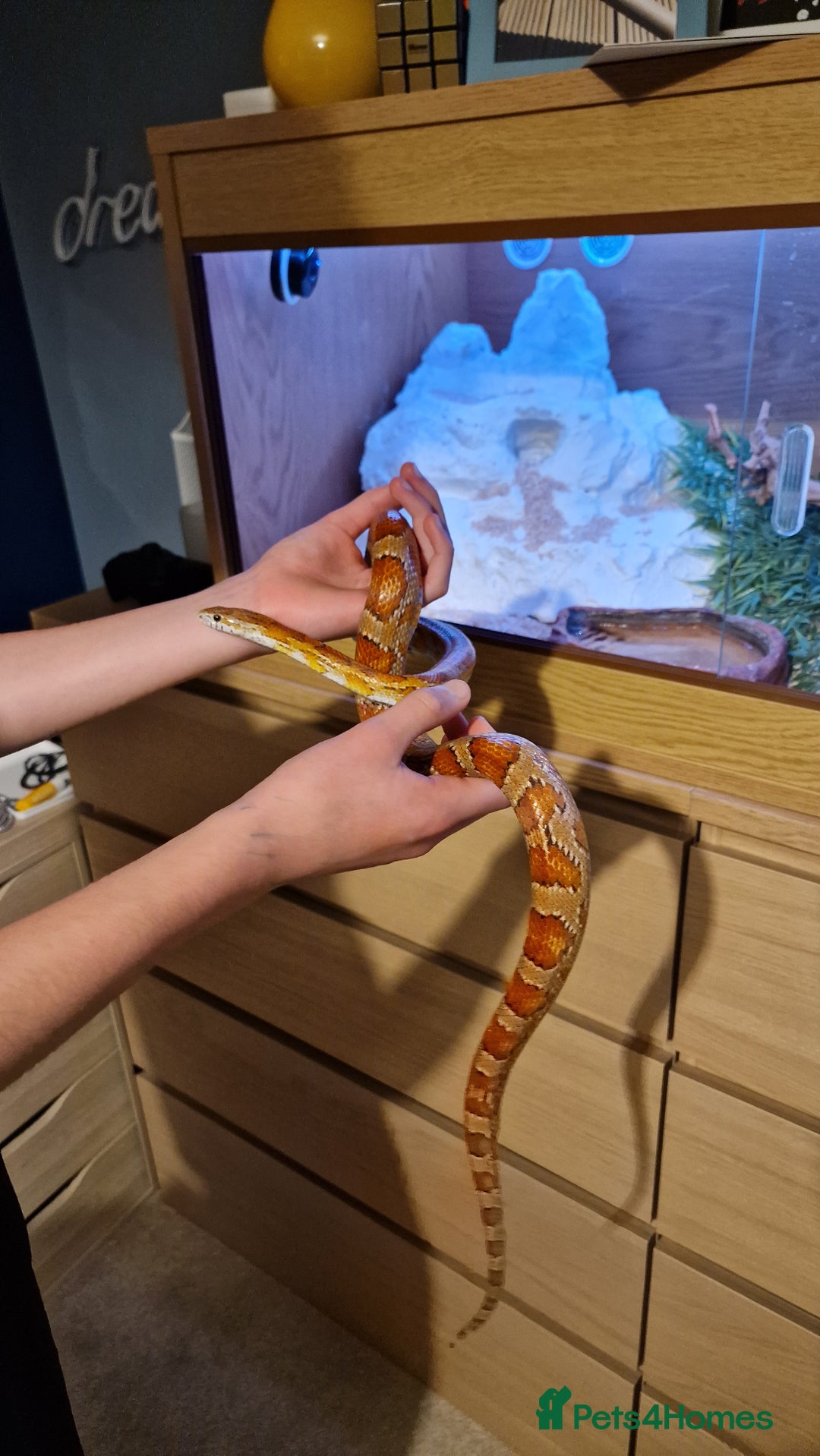 Corn Snake reptiles for sale: 6 yr old corn snake & 4ft Vivarium & accessories  - Advert 8