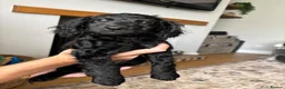 Cockapoo dogs for sale: *Last Of The Litter* Stunning F2 cockapoo puppies - Advert 4