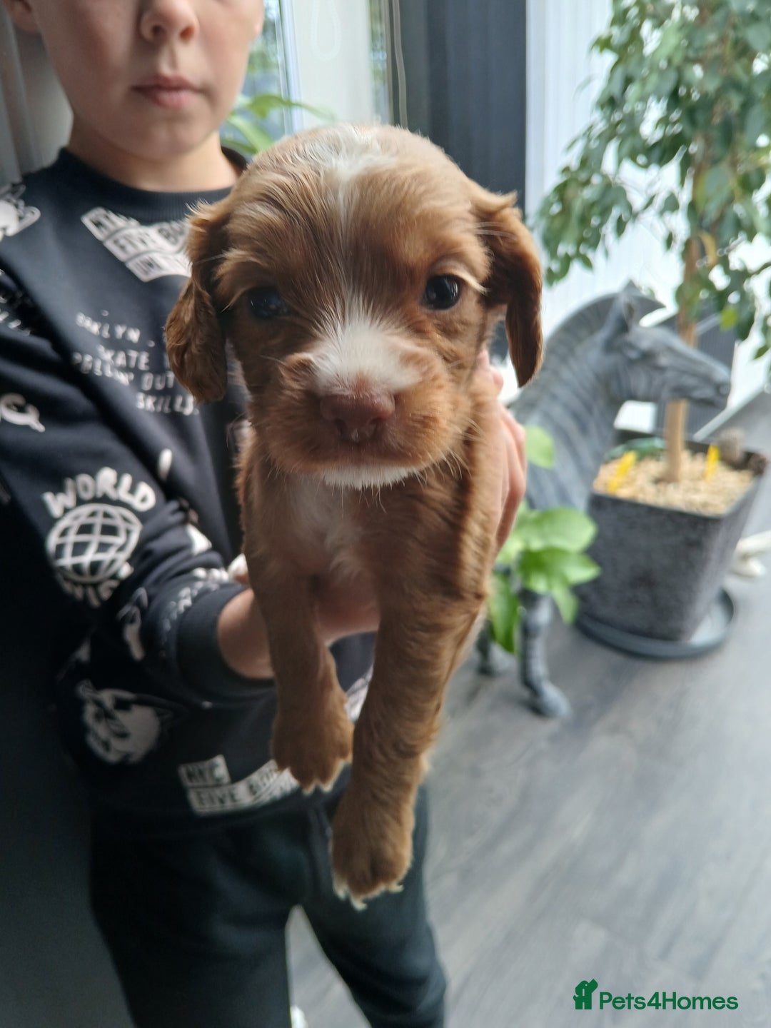 Cocker Spaniel dogs for sale: Working spaniels  - Image 5