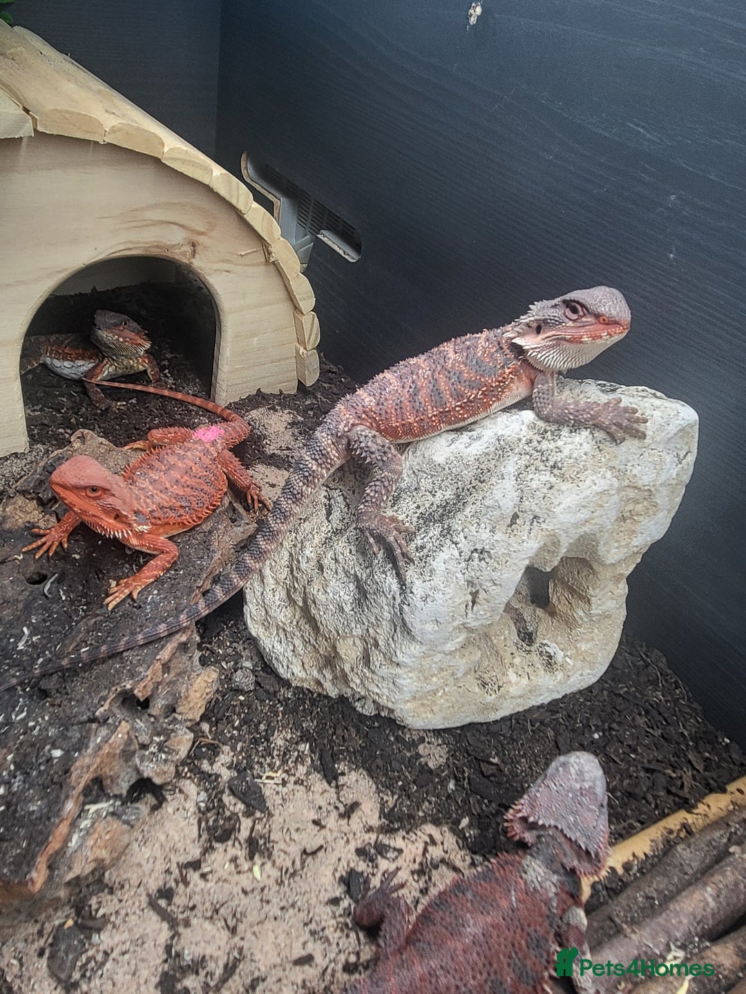 Bearded Dragon reptiles for sale: Red Monster Bearded Dragon babies - Advert 7