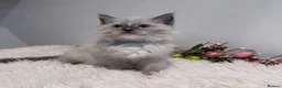 Ragdoll cats for sale: Beautiful TICA registered Ragdoll kittens  - Advert 5