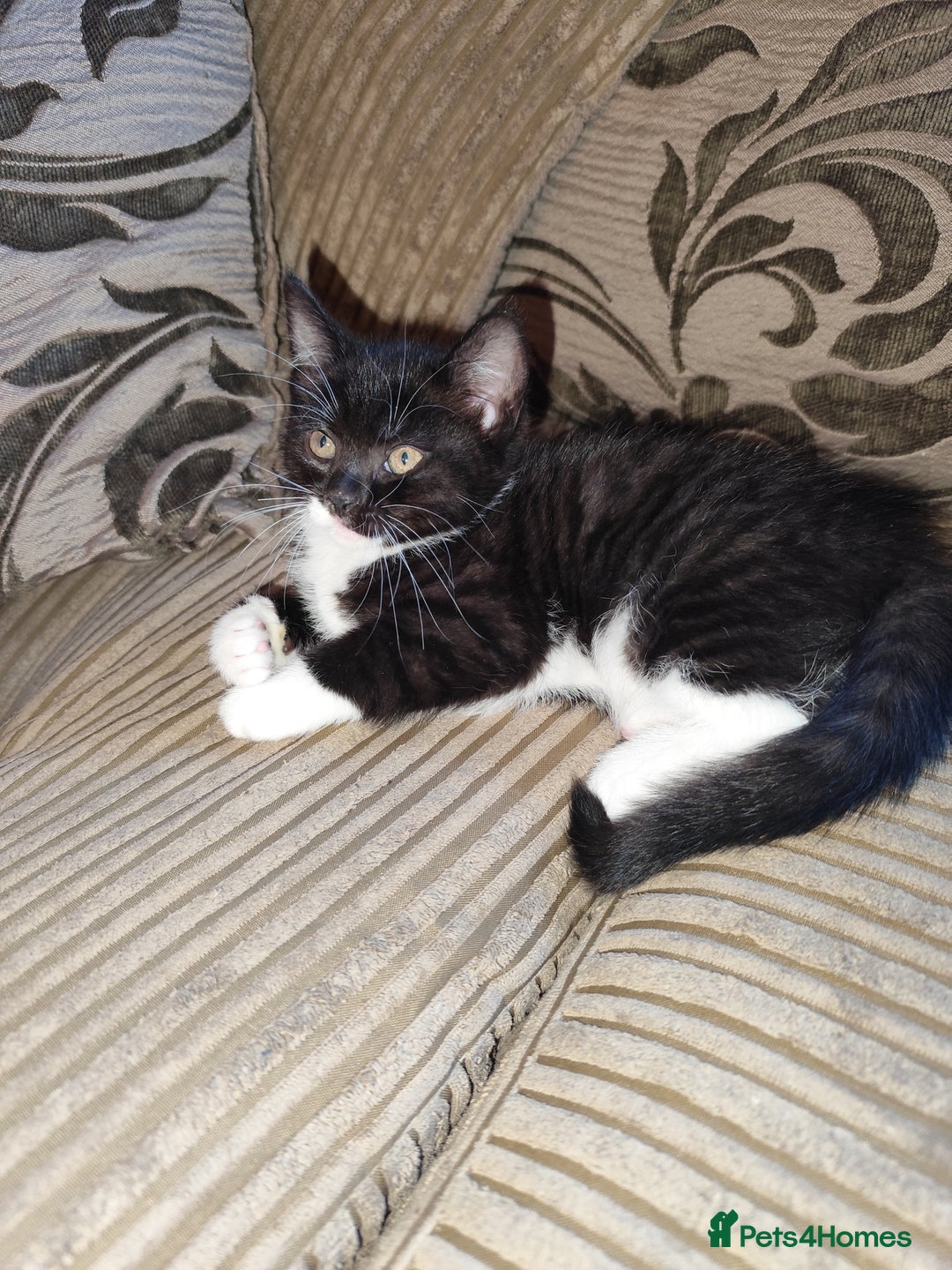European cats for sale: Kittens for sale  - Image 1