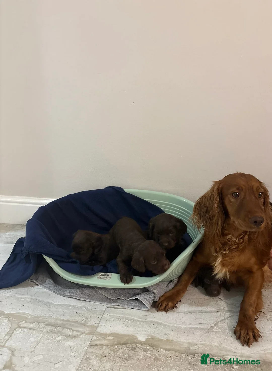 Cocker Spaniel dogs for sale: Adorable litter of 6 puppies - Advert 14