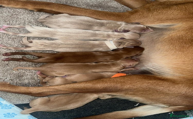 Labrador Retriever dogs - Advert 1