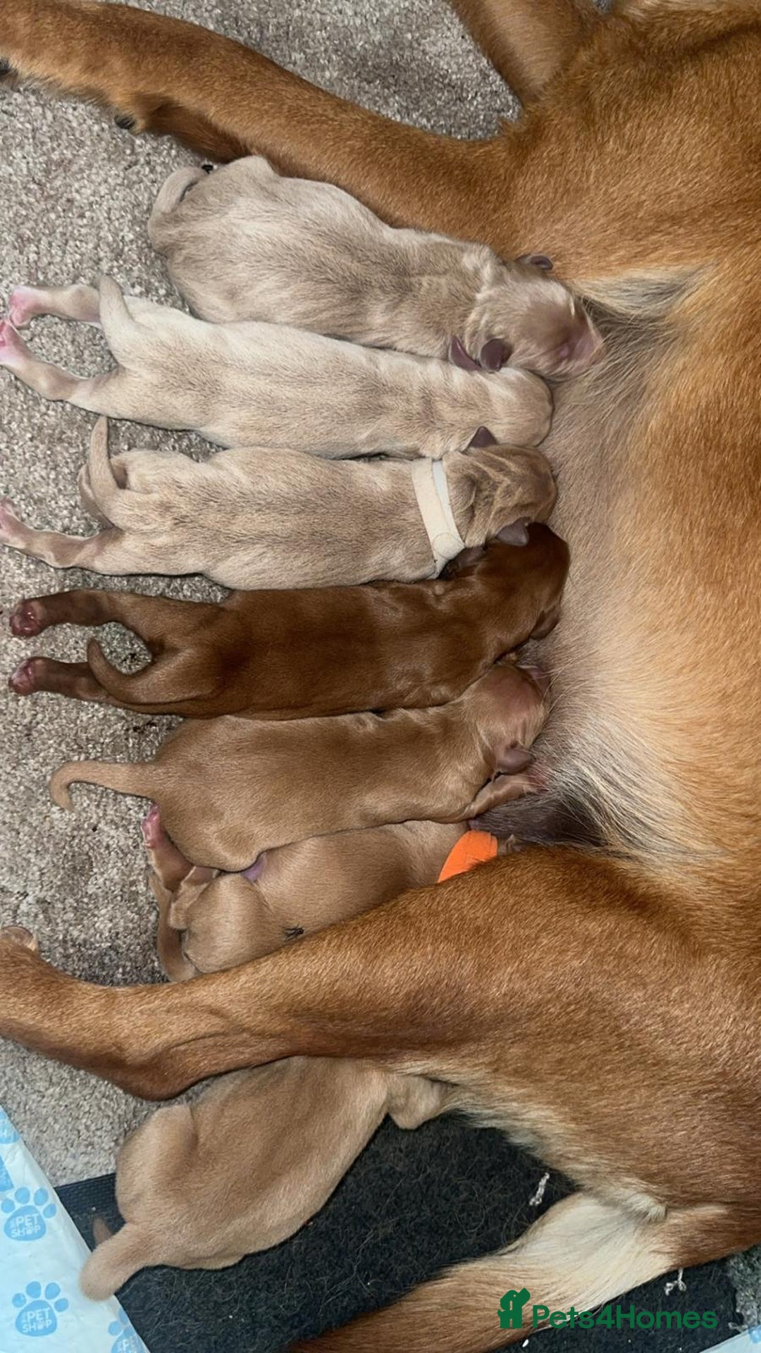 Labrador Retriever dogs for sale: Stunning Labrador Puppy's ( 4 girls, 3 boys ) - Image 1