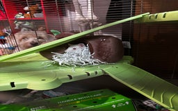 Rat rodents for sale: 2 male rats  - Image 4