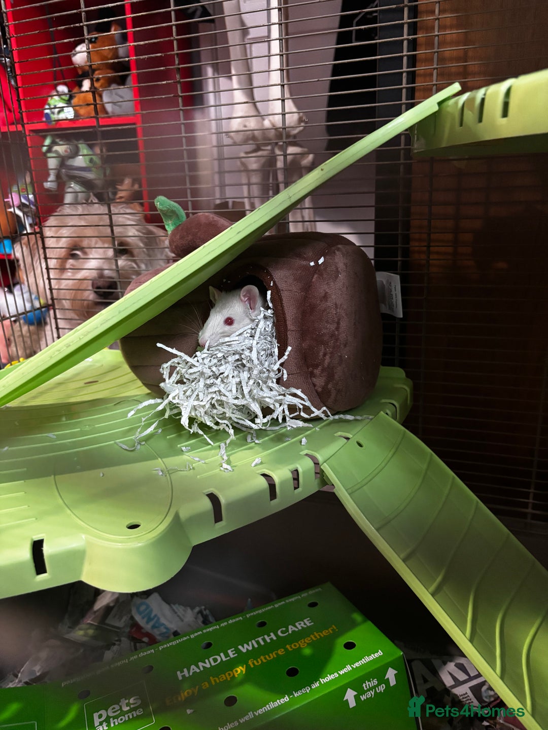 Rat rodents for sale: 2 male rats  - Image 4