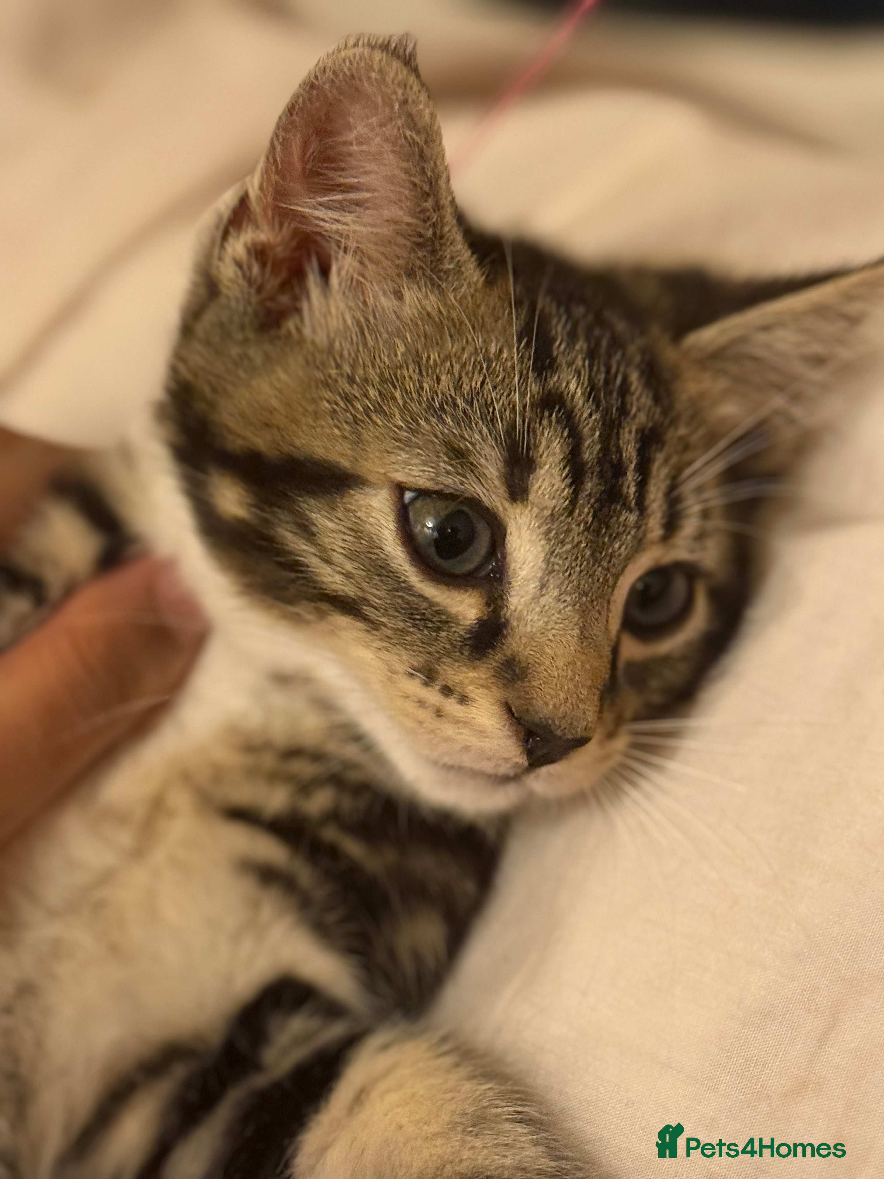 Mixed Breed cats Last kitten available  - Advert 16