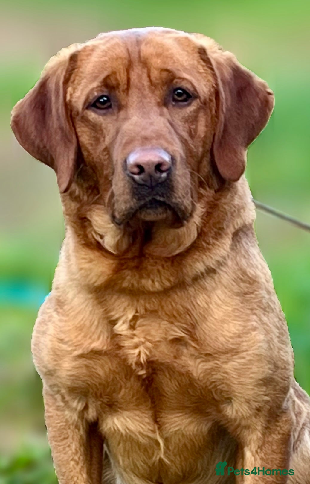 Labrador Retriever dogs KC Working Dark Fox Red Lab Stud - Advert 8