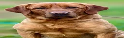 Labrador Retriever dogs for stud: KC Working Dark Fox Red Lab Stud - Advert 3