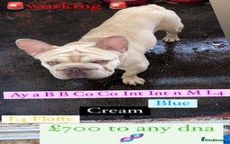 French Bulldog dogs for sale: Gorgeous Big Rope  - Advert 4