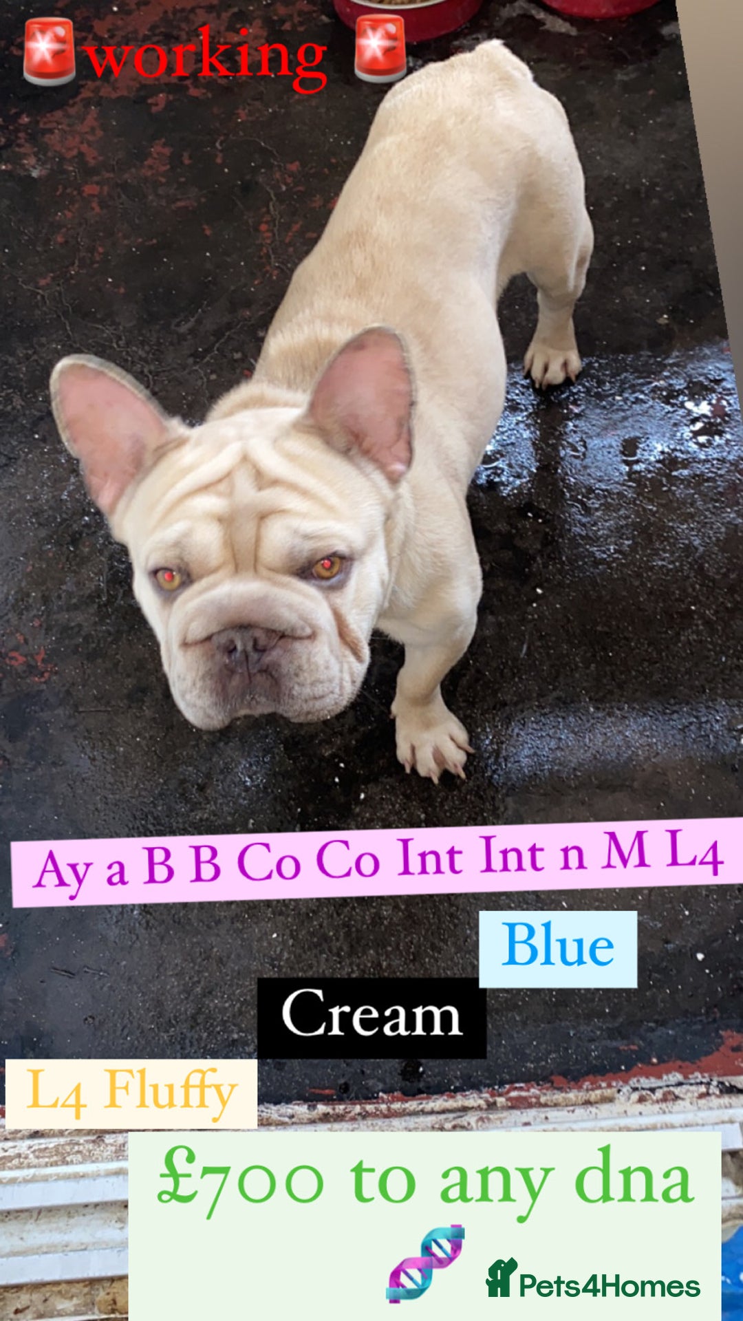 French Bulldog dogs for sale: Gorgeous Big Rope  - Advert 4