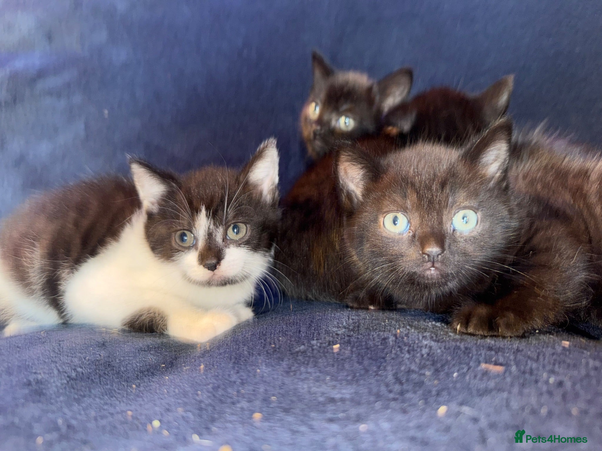 Mixed Breed cats Beautiful Black and White Kittens - Advert 1