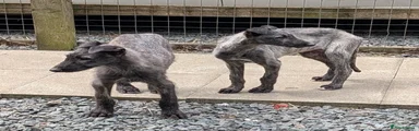 Deerhound Puppy 2