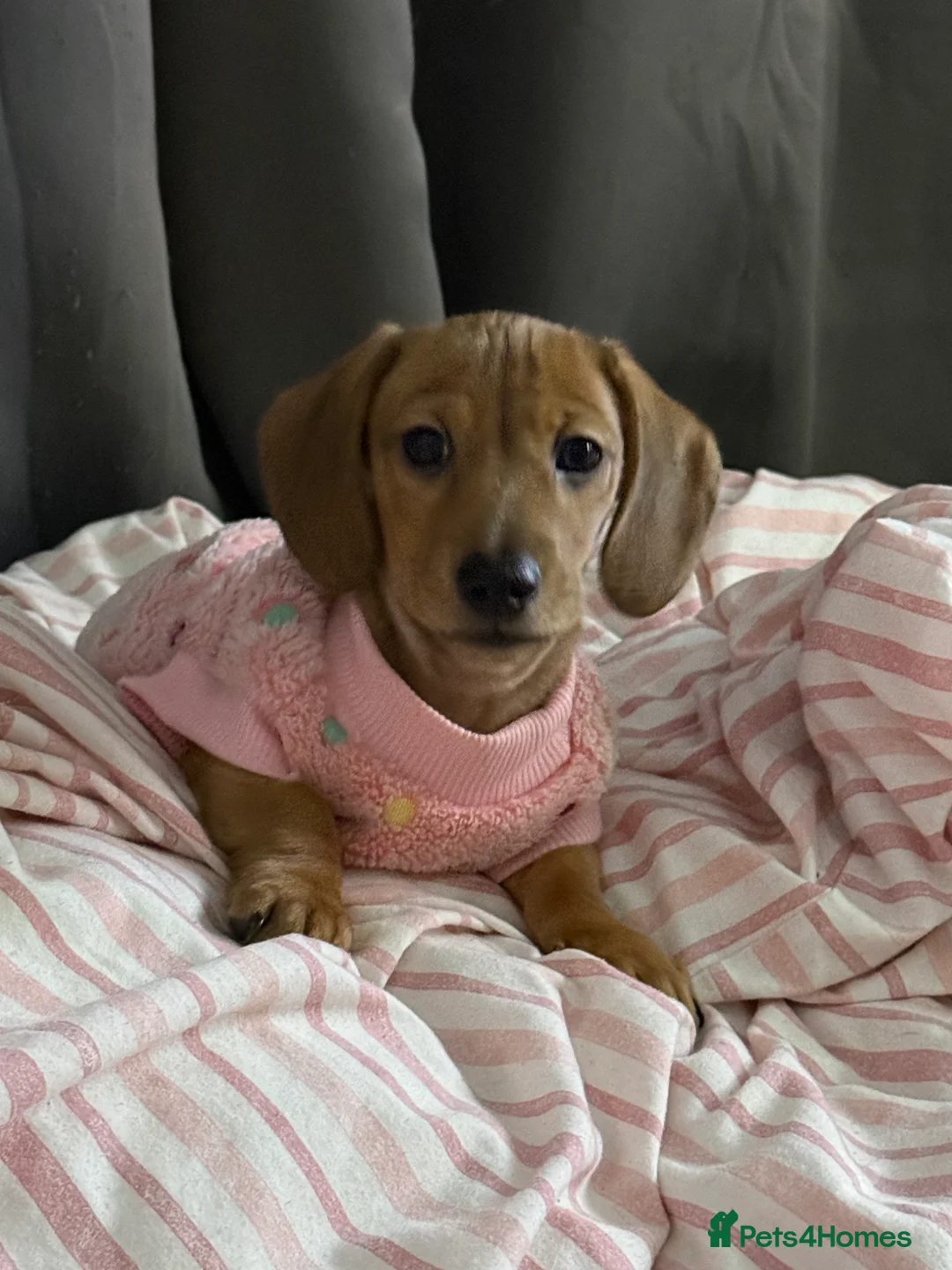 Miniature Dachshund dogs for sale: KC Miniature Dachshund, READY NOW  - Advert 1
