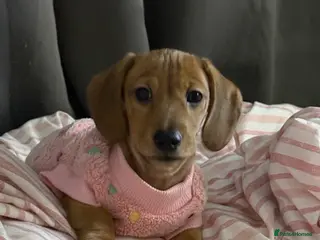 Miniature Dachshund dogs KC Miniature Dachshund, READY NOW - Advert 2