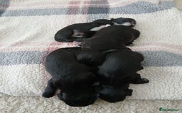 Shihpoo dogs for sale: Shihpoo puppies for sale - Image 11