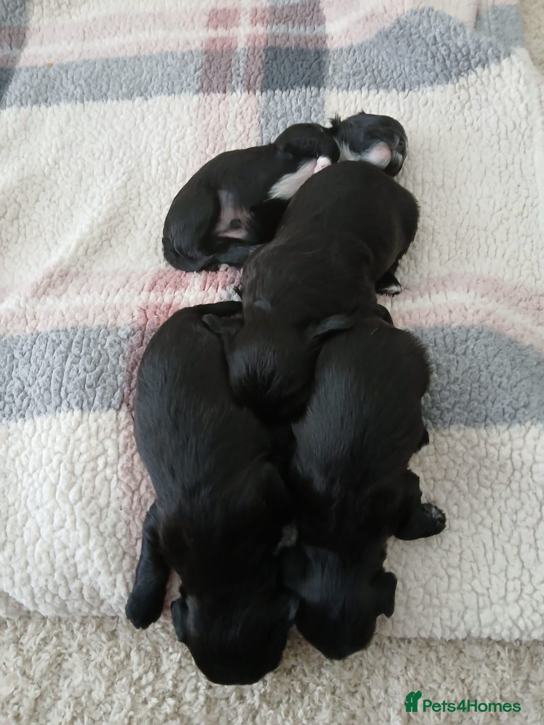 Shihpoo dogs for sale: Shihpoo puppies for sale - Image 11