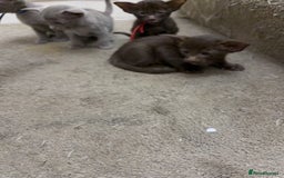 Siamese cats for sale: SIAMESE AND ORIENTAL KITTENS - Image 1
