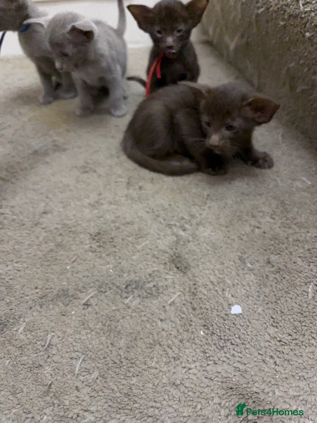 Siamese cats for sale: SIAMESE AND ORIENTAL KITTENS - Image 1