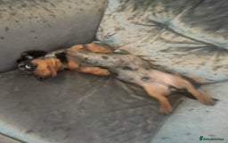 Miniature Dachshund dogs for sale: Dash the dachshund   - Image 6
