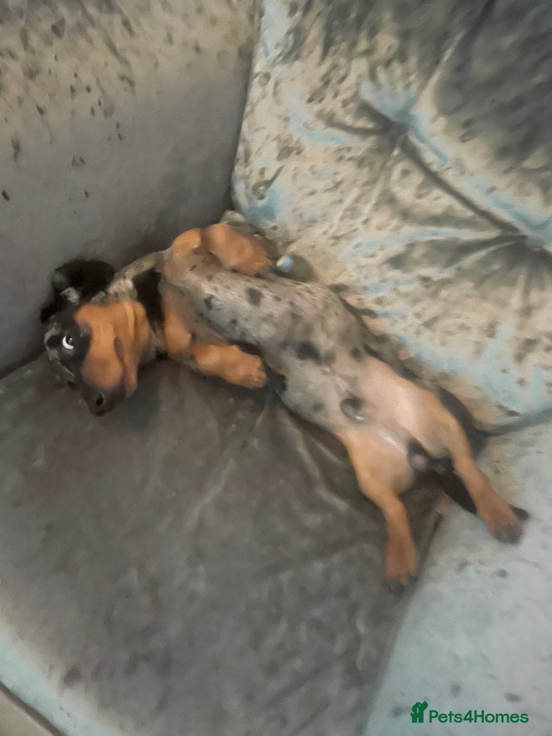 Miniature Dachshund dogs for sale: Dash the dachshund   - Image 6