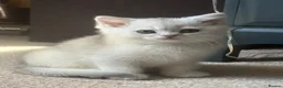 Scottish Fold cats for sale: ❤️SCOTTISH FOLD/STRAIGHTS SILVER CHINCHILLA ❤️ - Advert 6
