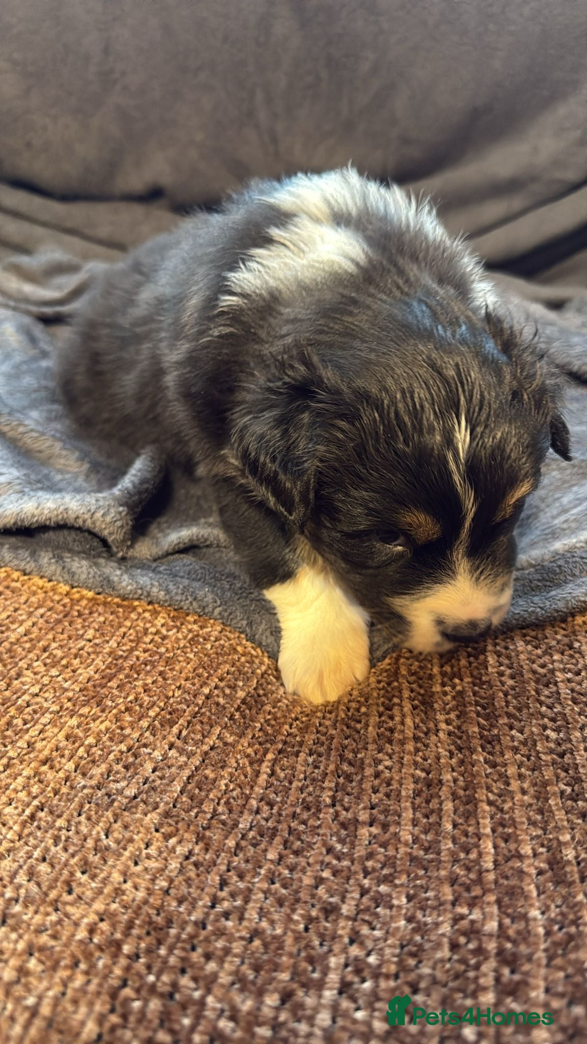 Australian Shepherd dogs 3 Blue Merle Black tri Aussie Puppies - Advert 1