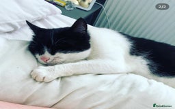 Mixed Breed cats for sale: Patch & Pixie - Image 3