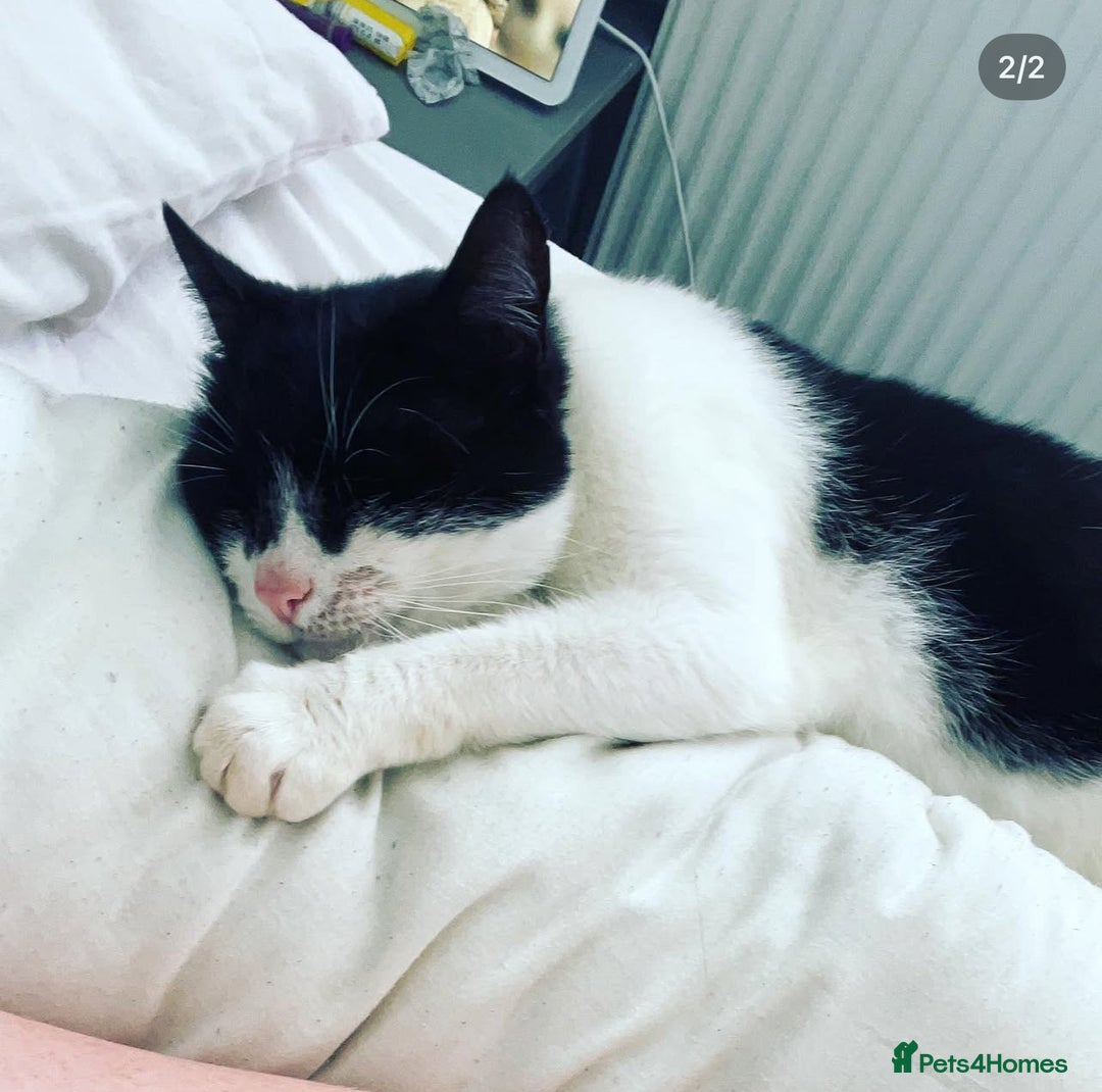 Mixed Breed cats for sale: Patch & Pixie - Image 3