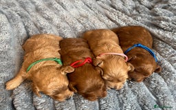 Cavapoo dogs for sale: Beautiful Cavapoo Puppies🐶 - Image 3