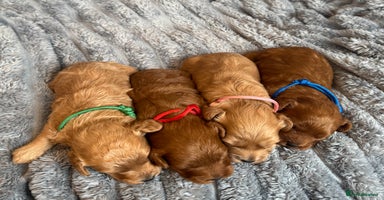 Cavapoo dogs - Advert 12