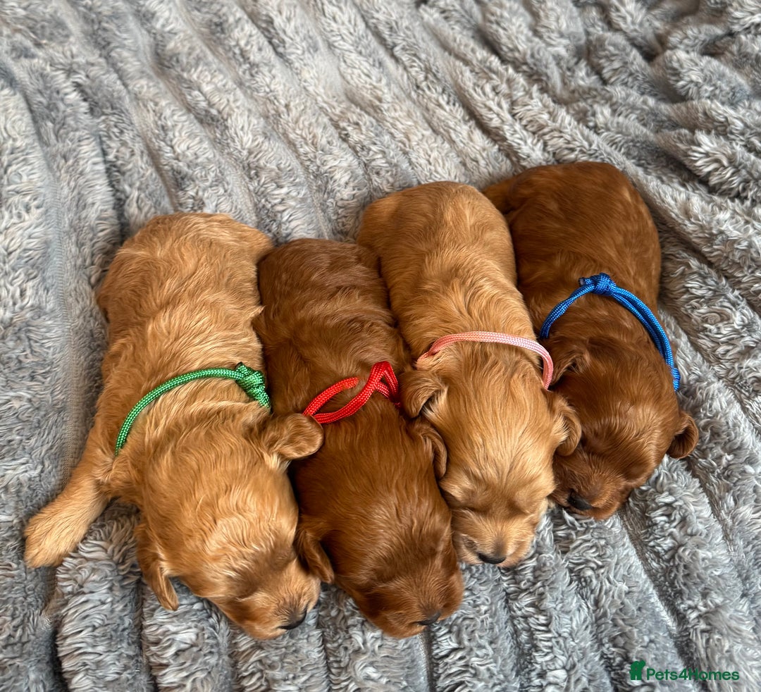 Cavapoo dogs for sale: Beautiful Cavapoo Puppies🐶 - Image 3