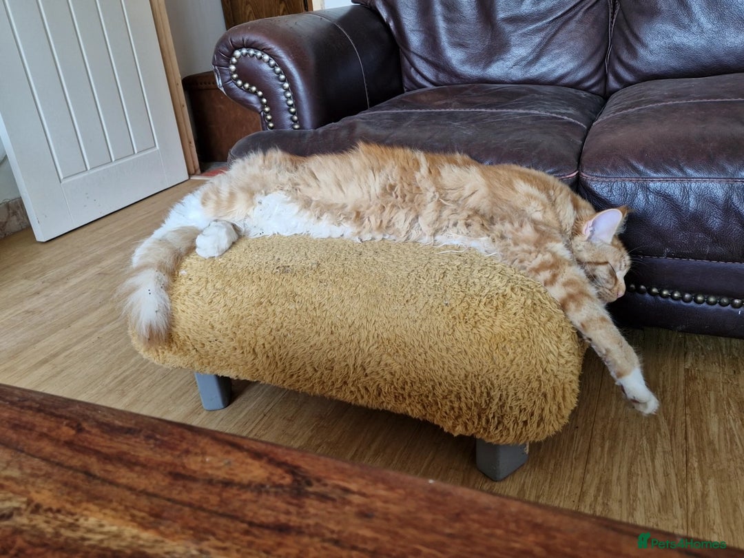 Maine Coon cats for sale: 16 month neutered male - Advert 8