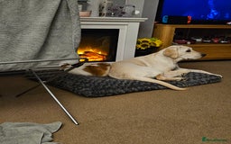 Labrador Retriever dogs for sale: Skye 18 months old looking for her forever home. - Image 4