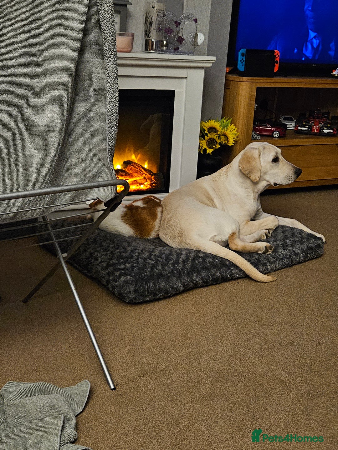 Labrador Retriever dogs for sale: Skye 18 months old looking for her forever home. - Image 4