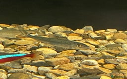 Other/Mixed Breed fish for sale: African tiger fish vittatus  - Image 3