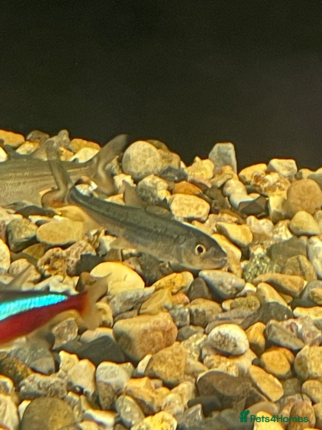 Other/Mixed Breed fish for sale: African tiger fish vittatus  - Image 3