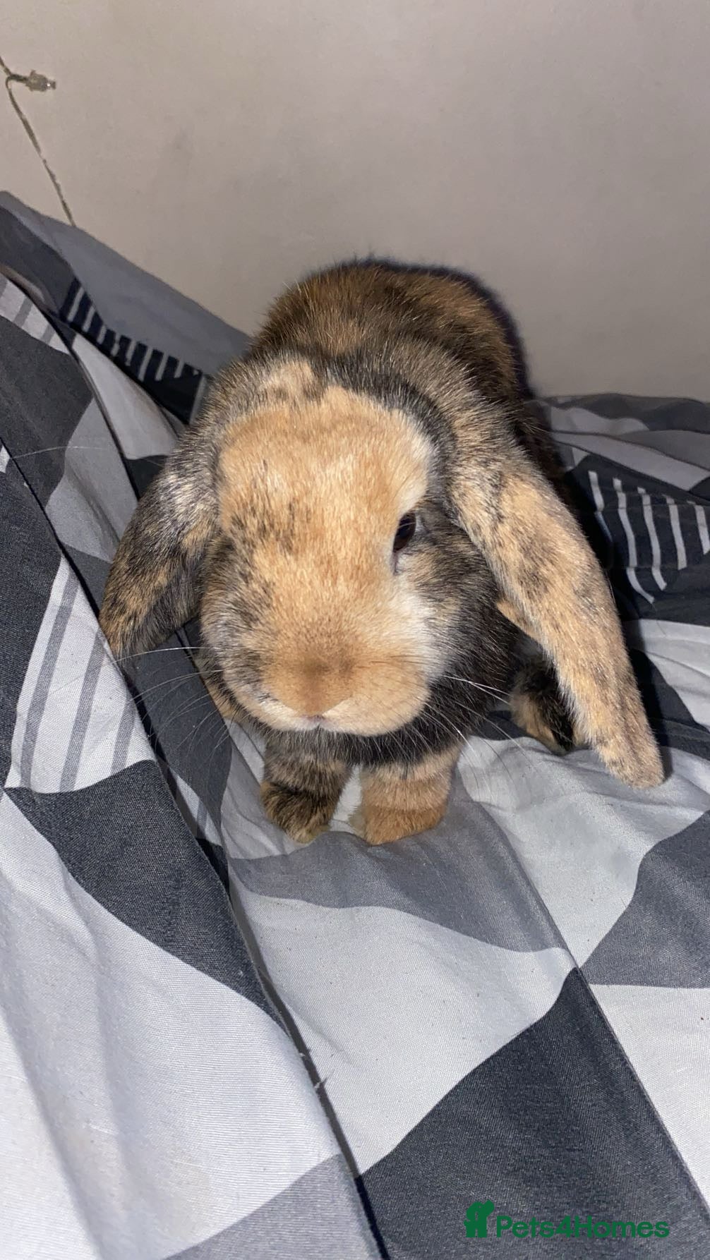 Mixed Breed rabbits 3month male urgent  - Advert 4