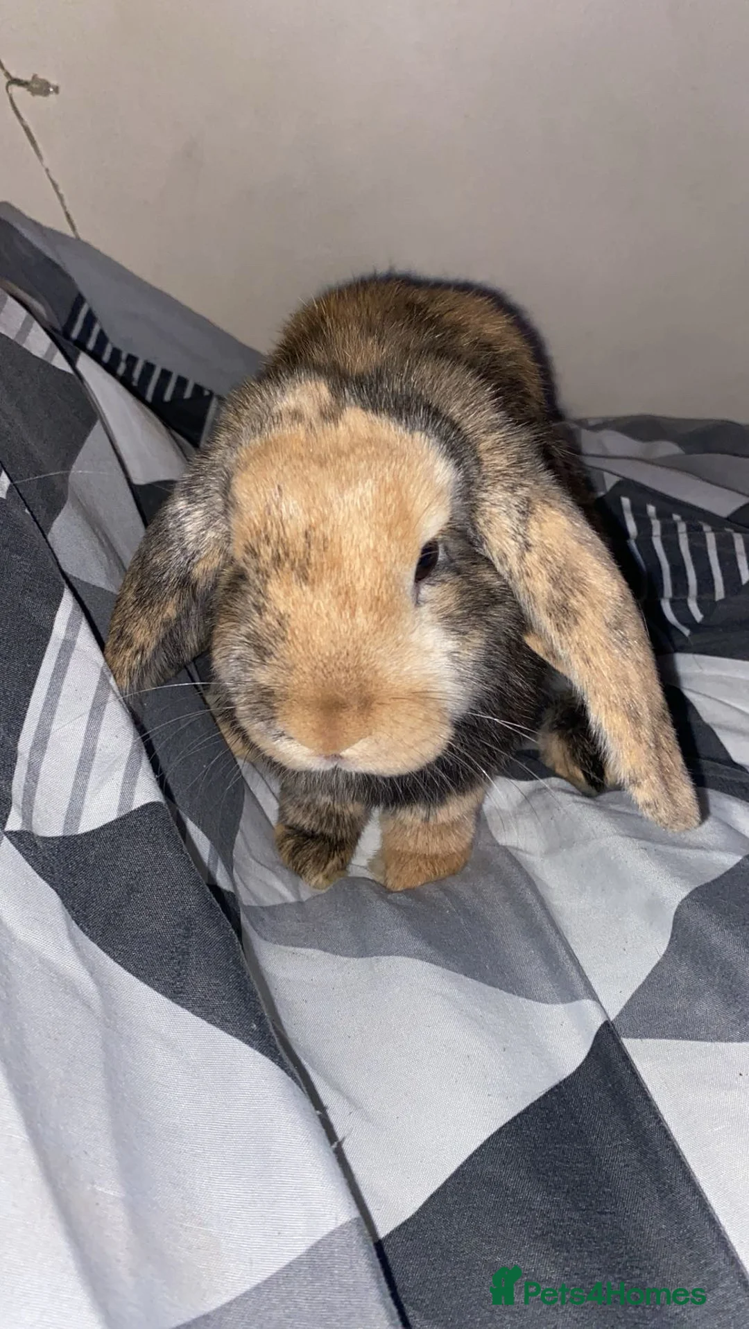 Mixed Breed rabbits for sale: 3month male urgent  - Advert 1