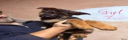 German Shepherd dogs for sale: GERMAN SHEPHERD PUPPIES in Bishop Auckland - Advert 6